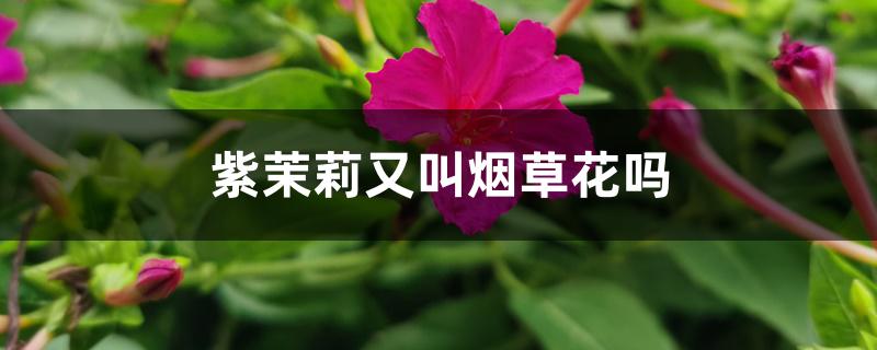 紫茉莉又叫烟草花吗