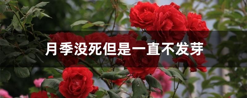 月季没死但是一直不发芽