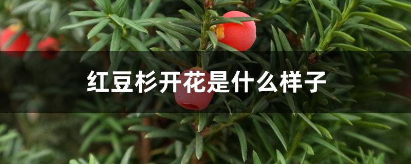 红豆杉开花是什么样子