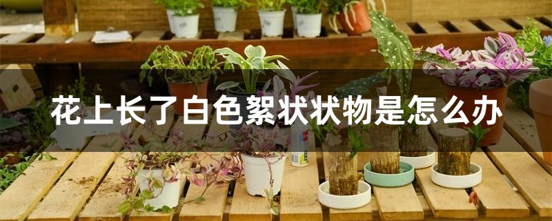 花上长了白色絮状状物是怎么办