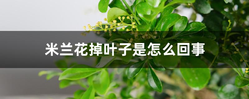 米兰花掉叶子是怎么回事