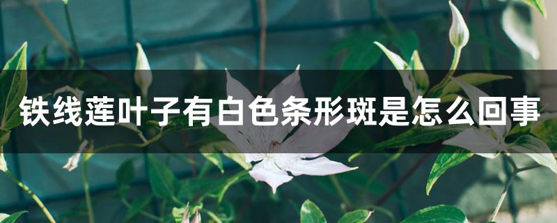 铁线莲叶子有白色条形斑是怎么回事