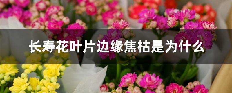 长寿花叶片边缘焦枯是为什么