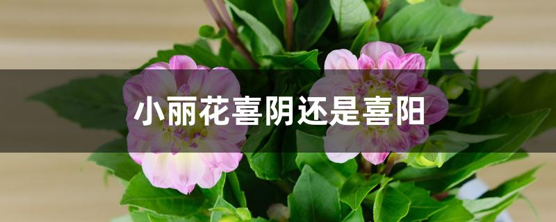 小丽花喜阴还是喜阳