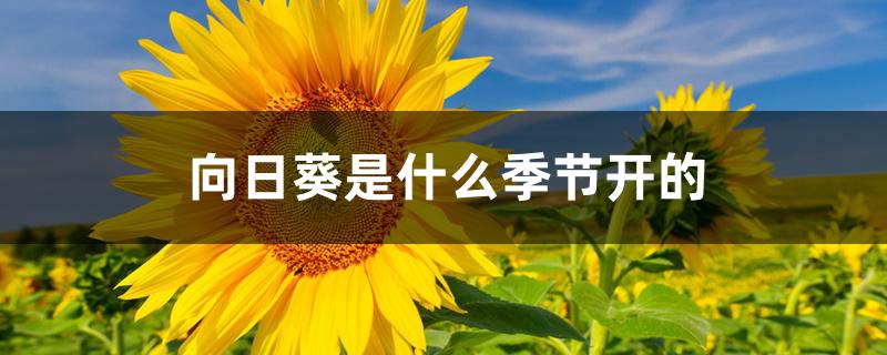 向日葵是什么季节开的