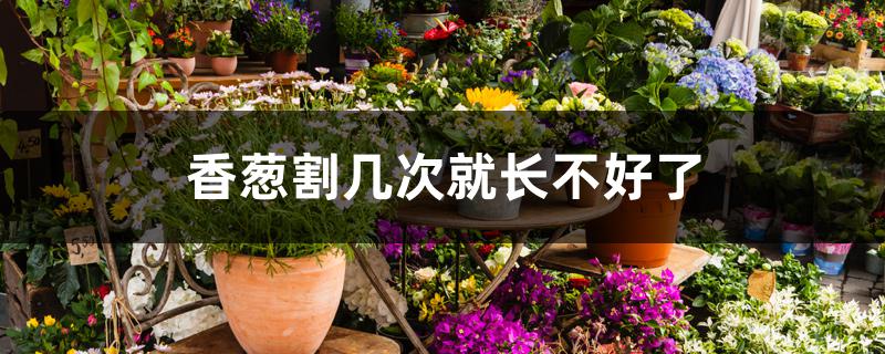 香葱割几次就长不好了 香葱割几次就长不好了
