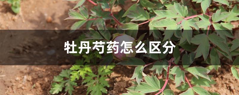 牡丹芍药怎么区分