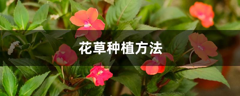 花草种植方法