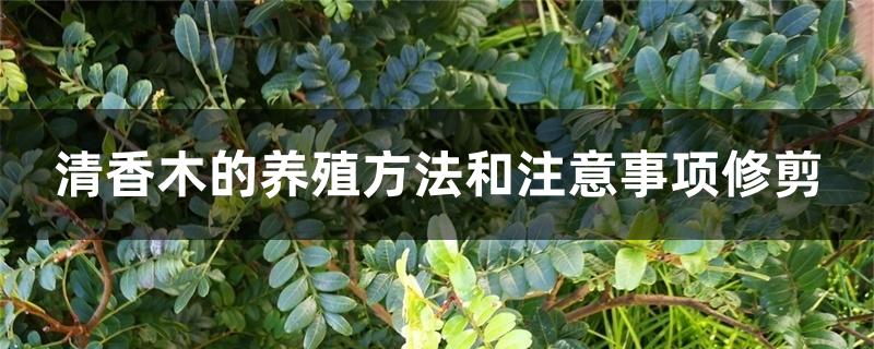 清香木怎么养，如何修剪