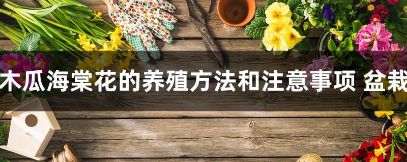 木瓜海棠花的盆栽方法 木瓜海棠花的盆栽方法
