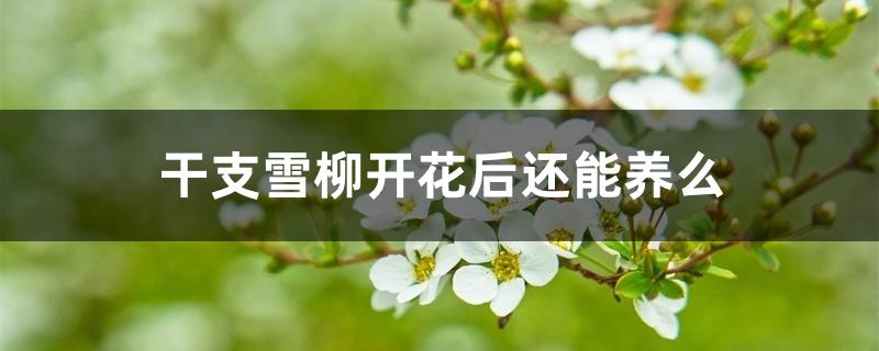 干枝雪柳开花后还能养么