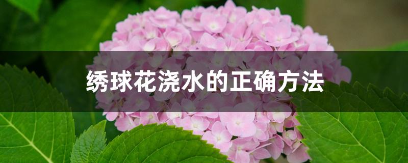 绣球花浇水的正确方法