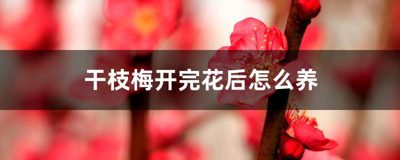 干枝梅开完花后怎么养