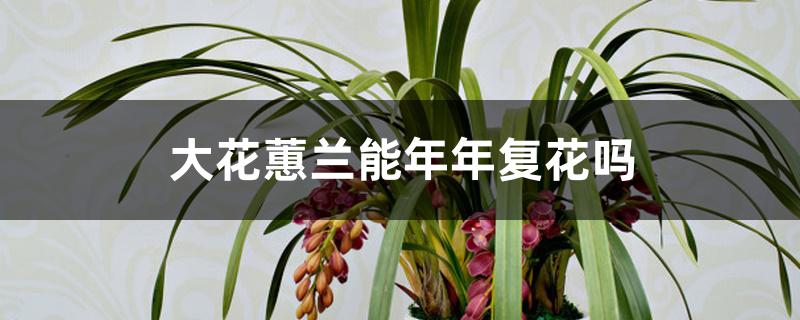 大花蕙兰能年年复花吗