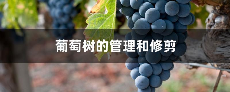 葡萄树的管理和修剪 葡萄树的管理和修剪