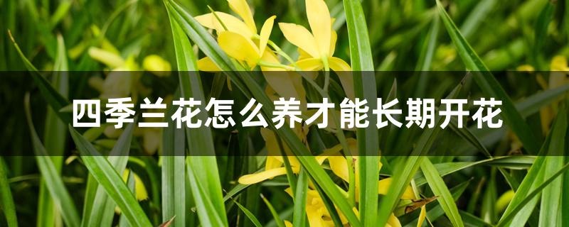 四季兰花怎么养才能长期开花