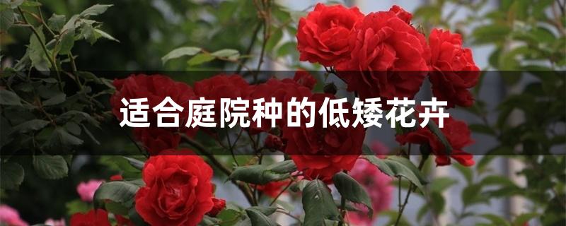 适合庭院种的低矮花卉