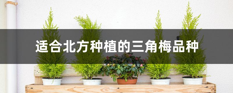 适合北方种植的三角梅品种