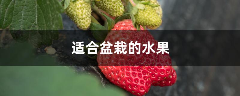 适合盆栽的水果