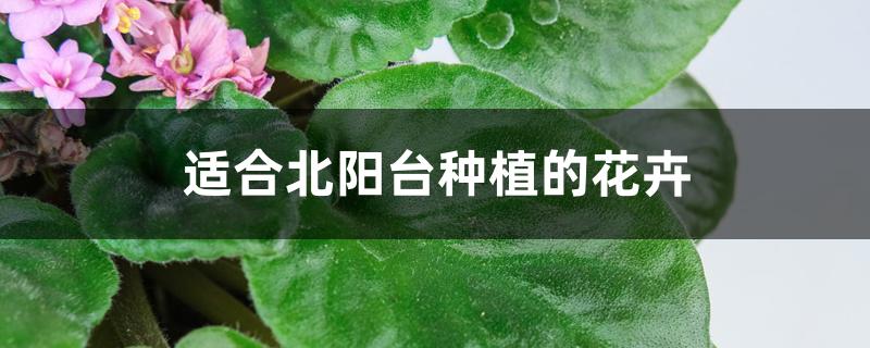 适合北阳台种植的花卉