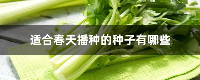 适合春天播种的种子有哪些