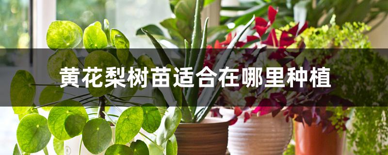 黄花梨树苗适合在哪里种植