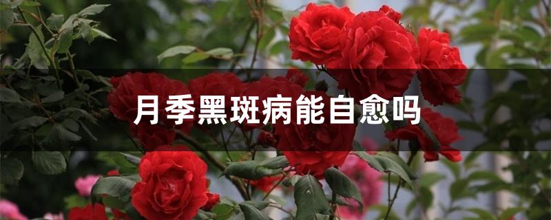 月季黑斑病能自愈吗