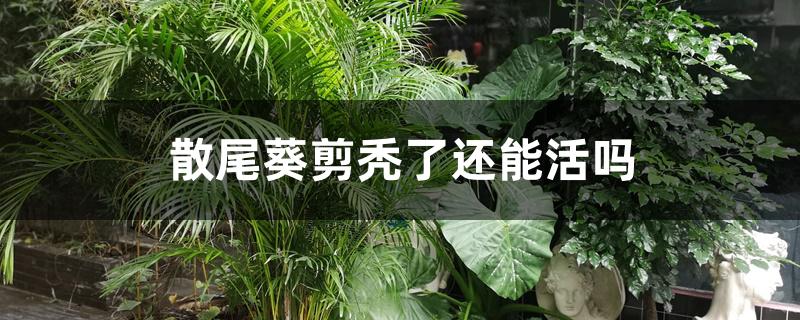 散尾葵剪秃了还能活吗