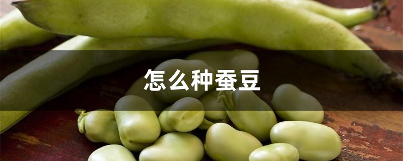 怎么种蚕豆