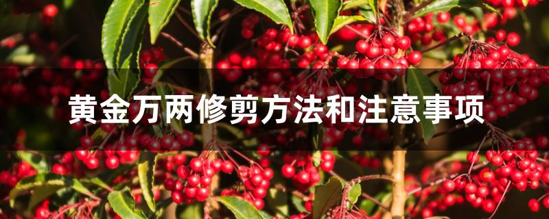 黄金万两修剪方法和注意事项 黄金万两修剪方法和注意事项