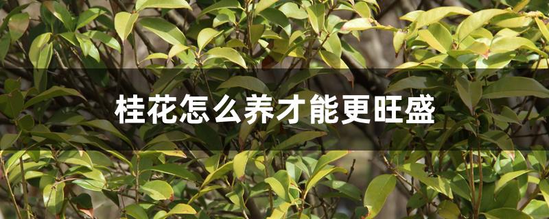 桂花怎么养才能更旺盛 桂花怎么养才能更旺盛