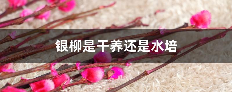 银柳是干养还是水培 银柳是干养还是水培