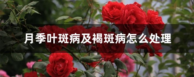 月季叶斑病及褐斑病怎么处理