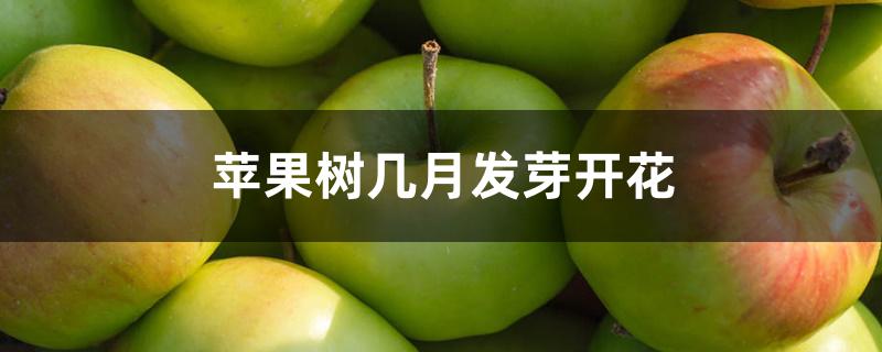 苹果树几月发芽开花