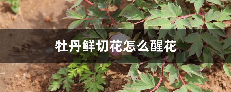 牡丹鲜切花怎么醒花