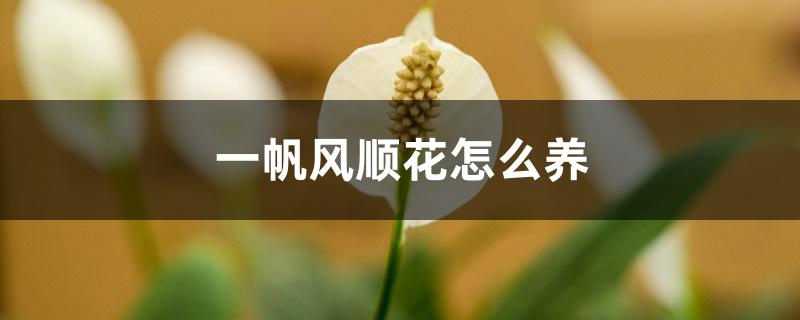 一帆风顺花怎么养