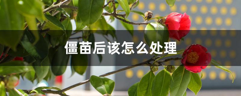僵苗后该怎么处理