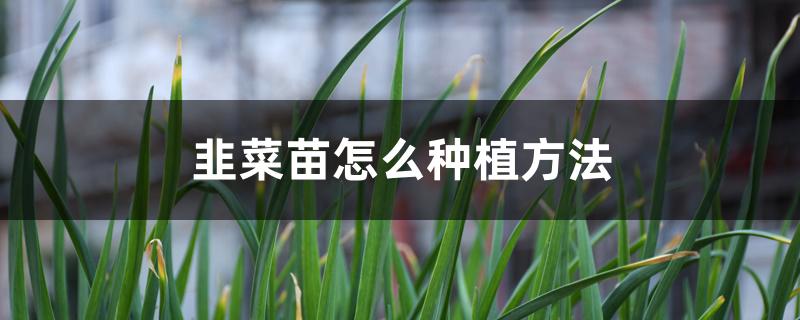 韭菜苗怎么种植方法