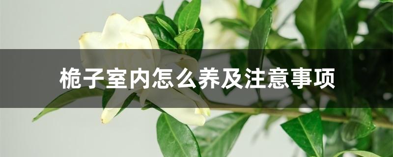 栀子室内怎么养及注意事项