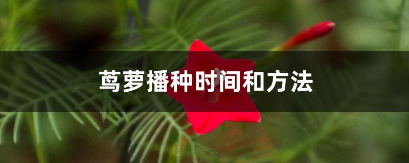 茑萝播种时间和方法