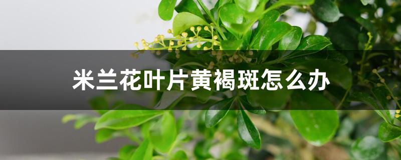 米兰花叶片黄褐斑怎么办