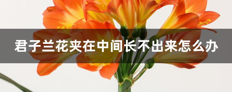 君子兰花夹在中间长不出来怎么办