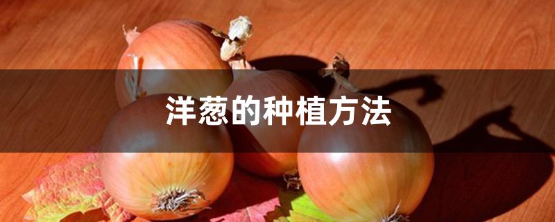 洋葱的种植方法
