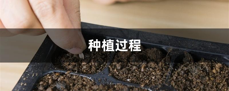 种植过程