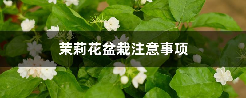 茉莉花盆栽注意事项