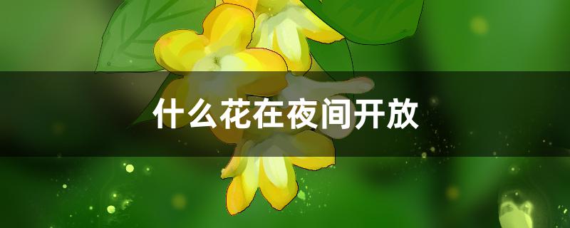 什么花在夜间开放