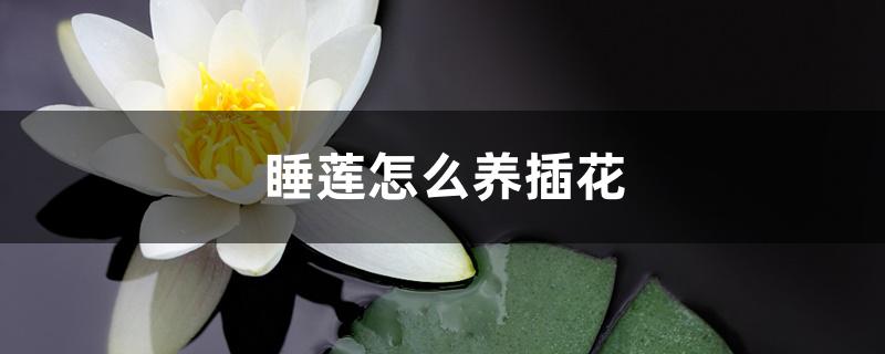 睡莲怎么养插花