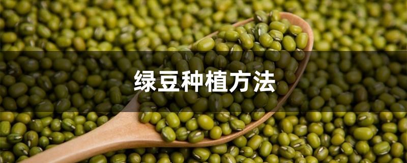 绿豆种植方法