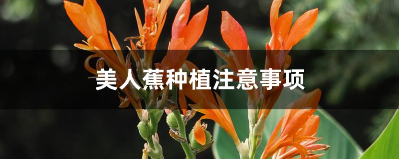 美人蕉种植注意事项 美人蕉种植注意事项