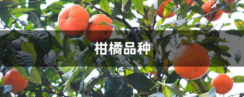柑橘品种 柑橘品种